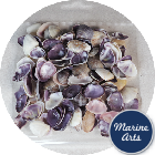 Craft Pack - Mixed Clam (Cay Cay)